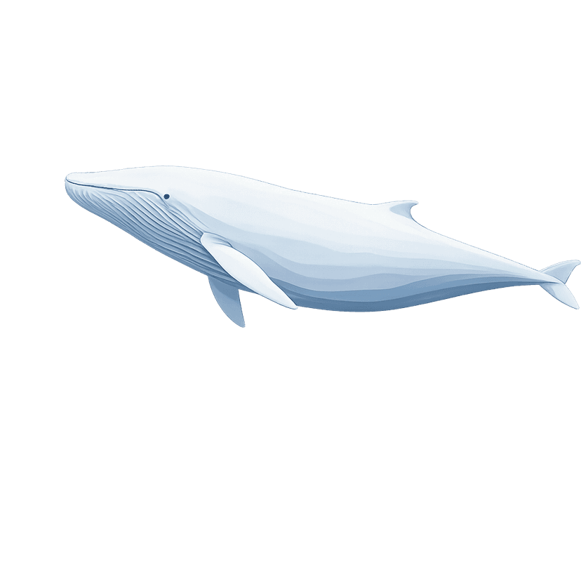 Whale swimming